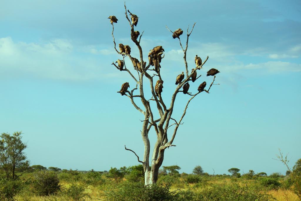 Grand Kruger Lodge And Spa Marloth Park Eksteriør bilde